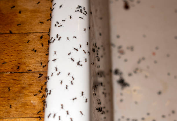 Best Cockroach Control Services  in Bent Creek, NC
