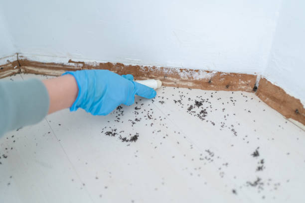 Best Flea Control Services  in Bent Creek, NC
